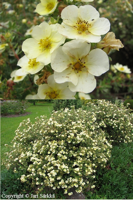 Dasiphora fruticosa 'Primrose Beauty', pensashanhikki Dasiphora fruticosa 'Primrose Beauty', pensashanhikki
